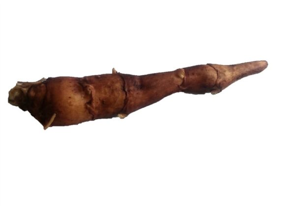 topinambur-rote-keule-topinambur-rote-keule-jungpflanze-im-topf-detailansicht
